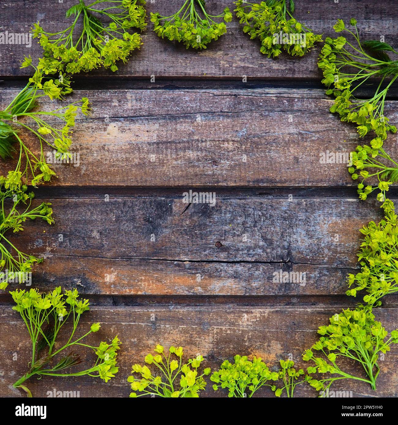 Background of dark horizontal wooden planks framed with green maple flowers. Twigs, leaves and flowers are laid out around copy space. Postcard or bla Stock Photo