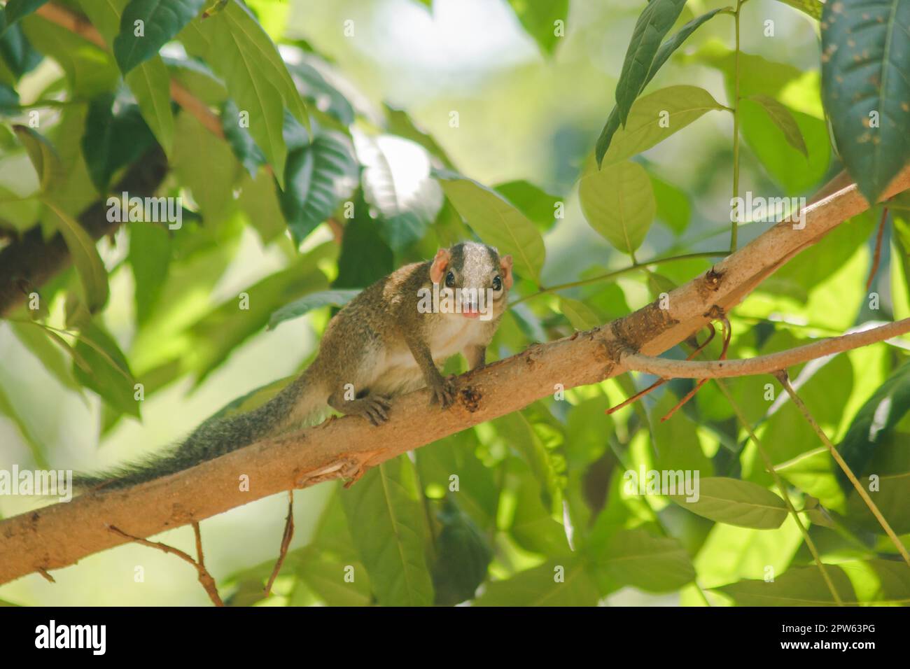 Chipmunk is on a tree with small mammals Stock Photo - Alamy
