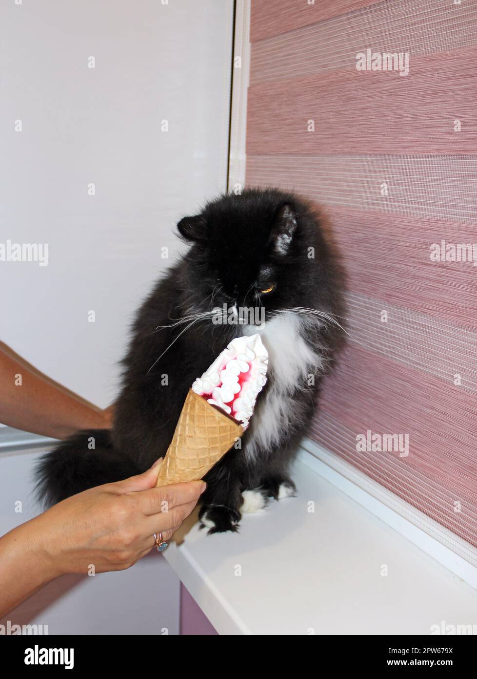 human hand offers a black cat to eat ice cream. Surprised cat with ice
