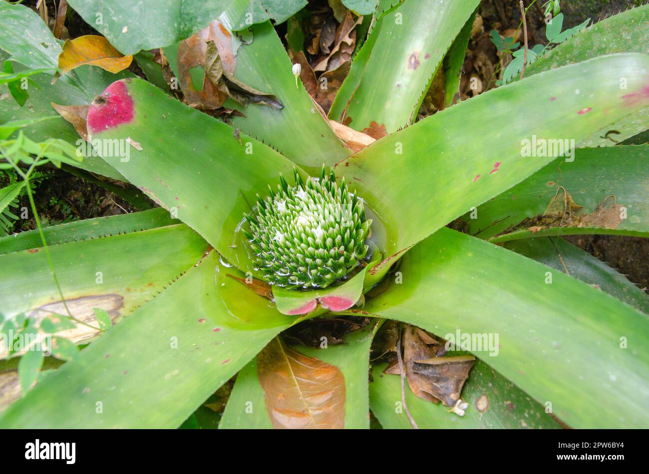 Large Marmorata Bromeliad Plant (bromelia quesnelia), Urban or Tropical plant, ornamental leaves grow upright like tentacles, with morning sap on its Stock Photo