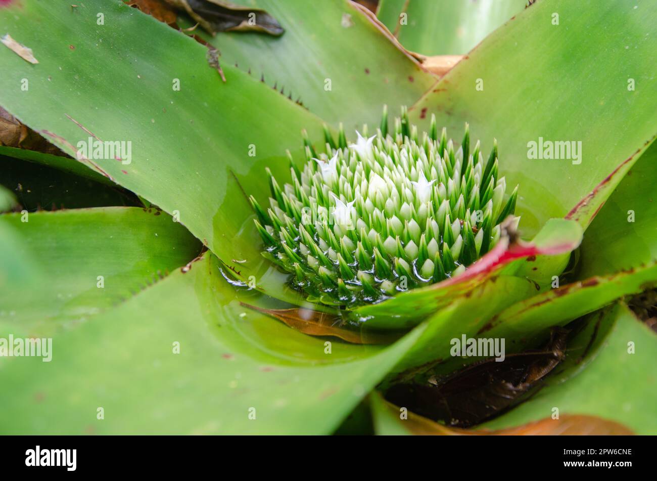Large Marmorata Bromeliad Plant (bromelia quesnelia), Urban or Tropical plant, ornamental leaves grow upright like tentacles, with morning sap on its Stock Photo