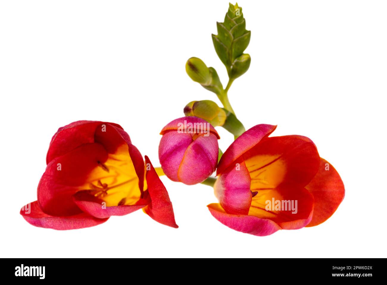 Single stem of a red flower freesia isolated on white background, close up Stock Photo