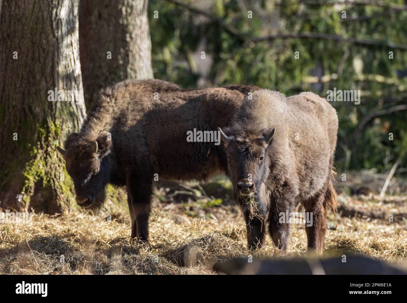 Two European Bison(Bison bonasus) calves in springtime sunlight at ...