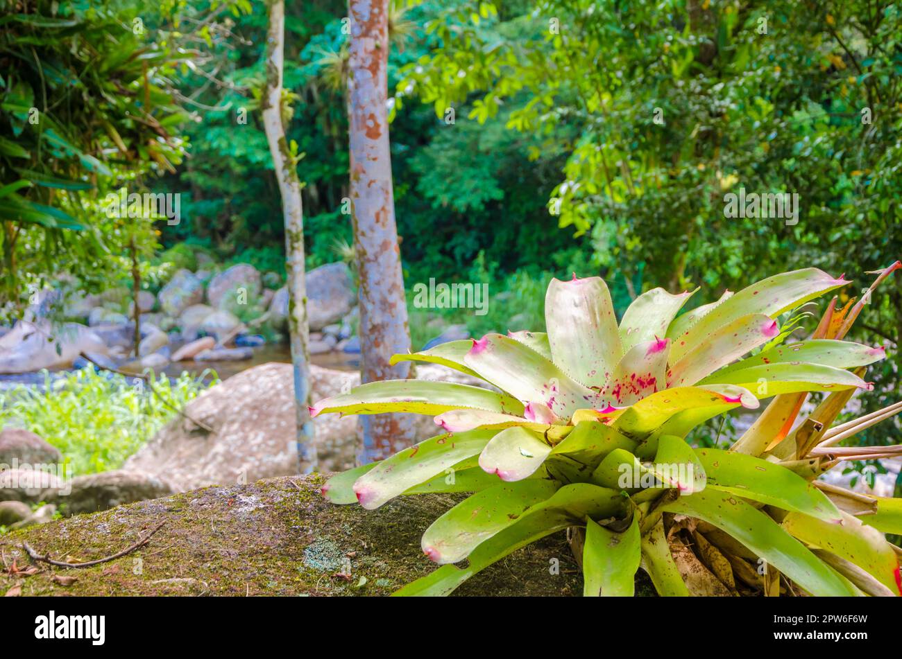 Large Marmorata Bromeliad Plant (bromelia quesnelia), Urban or Tropical plant, ornamental leaves grow upright like tentacles, river on background Stock Photo