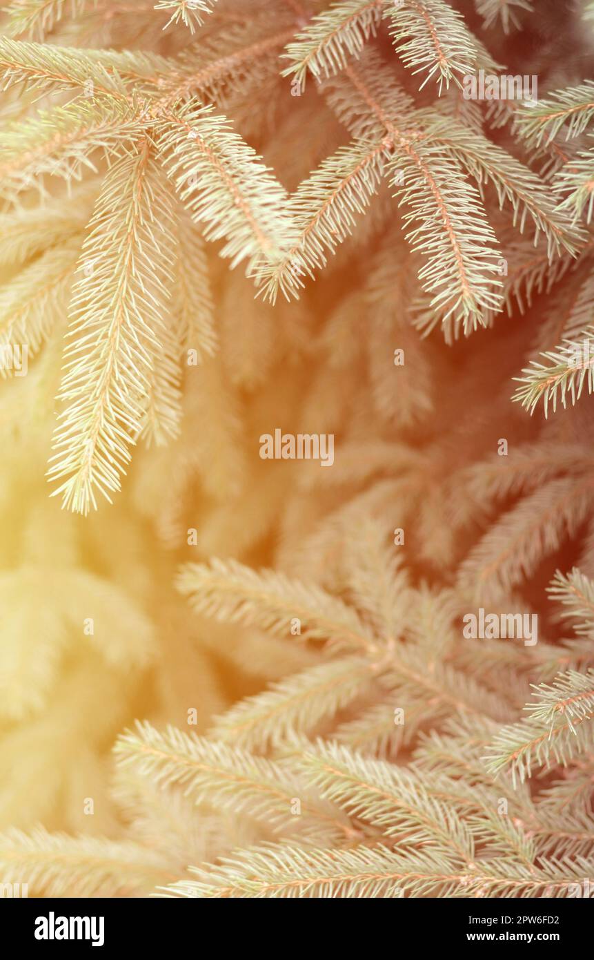 Branches of blue fir close up. Blue or prickly spruce Picea pungens - representative of the genus Spruce from the Pine family Stock Photo