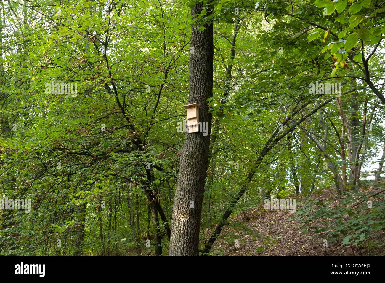bat house fixed on a tree in the middle of a green forest Stock Photo