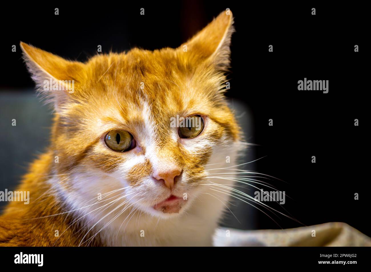 Cat with a scab on a chin isolated Stock Photo