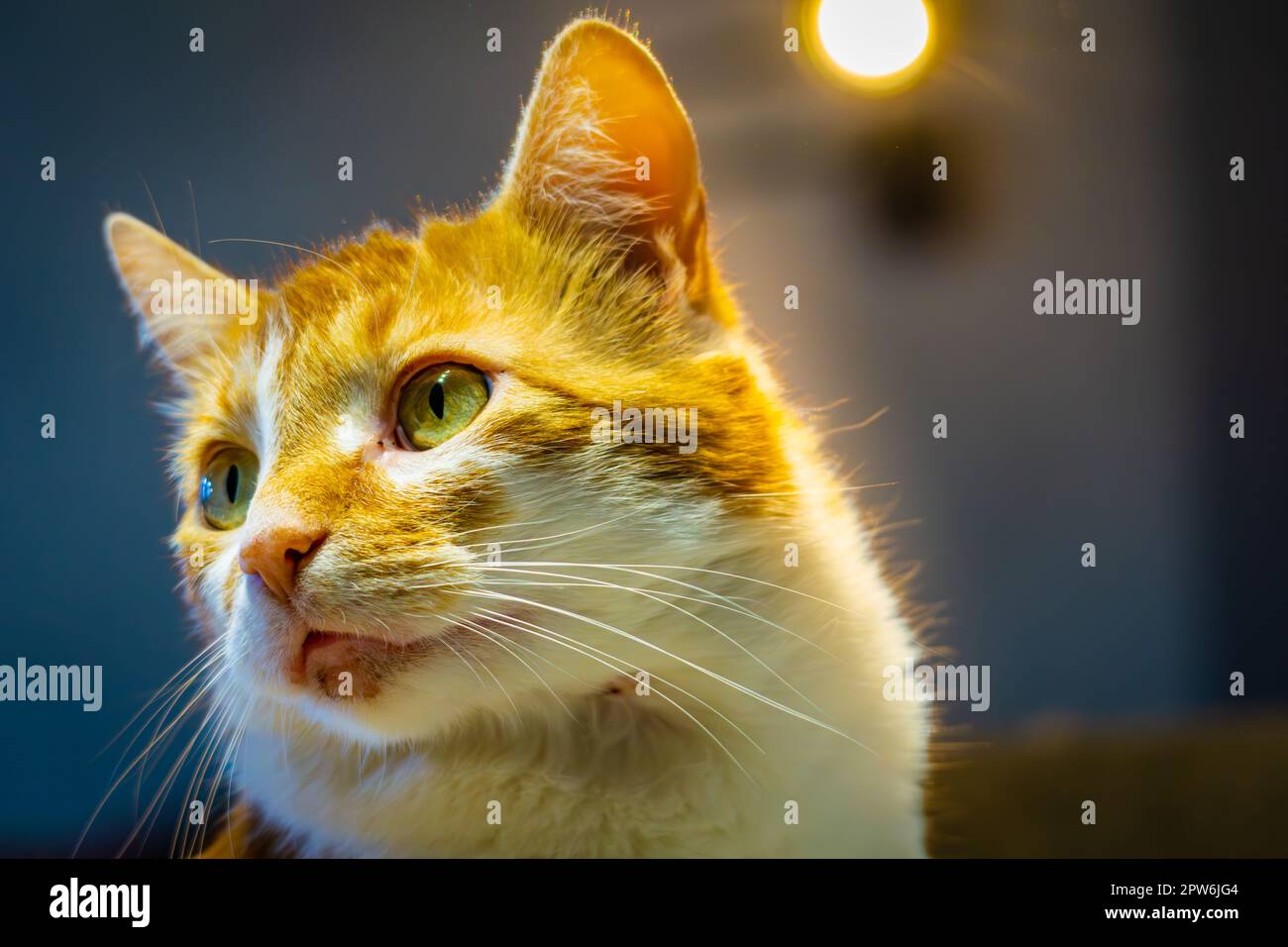 Cat with a scab on a chin Stock Photo