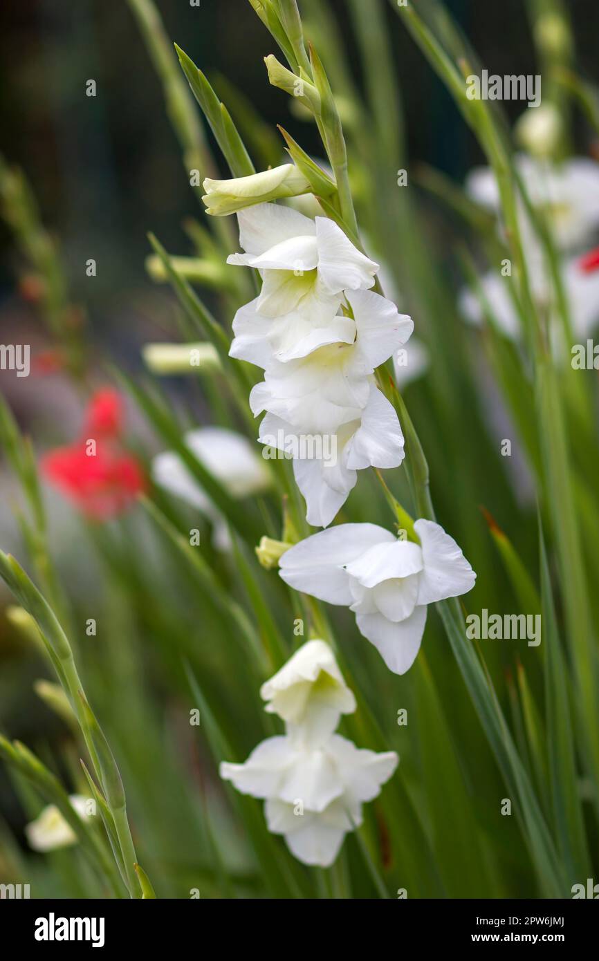white gladiolus in the garden - soft focus Stock Photo