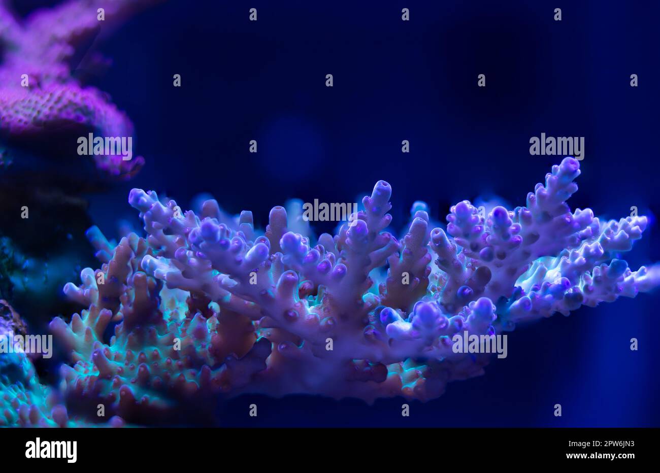Coral Acropora - Green purple tips - Reef aquarium Stock Photo - Alamy