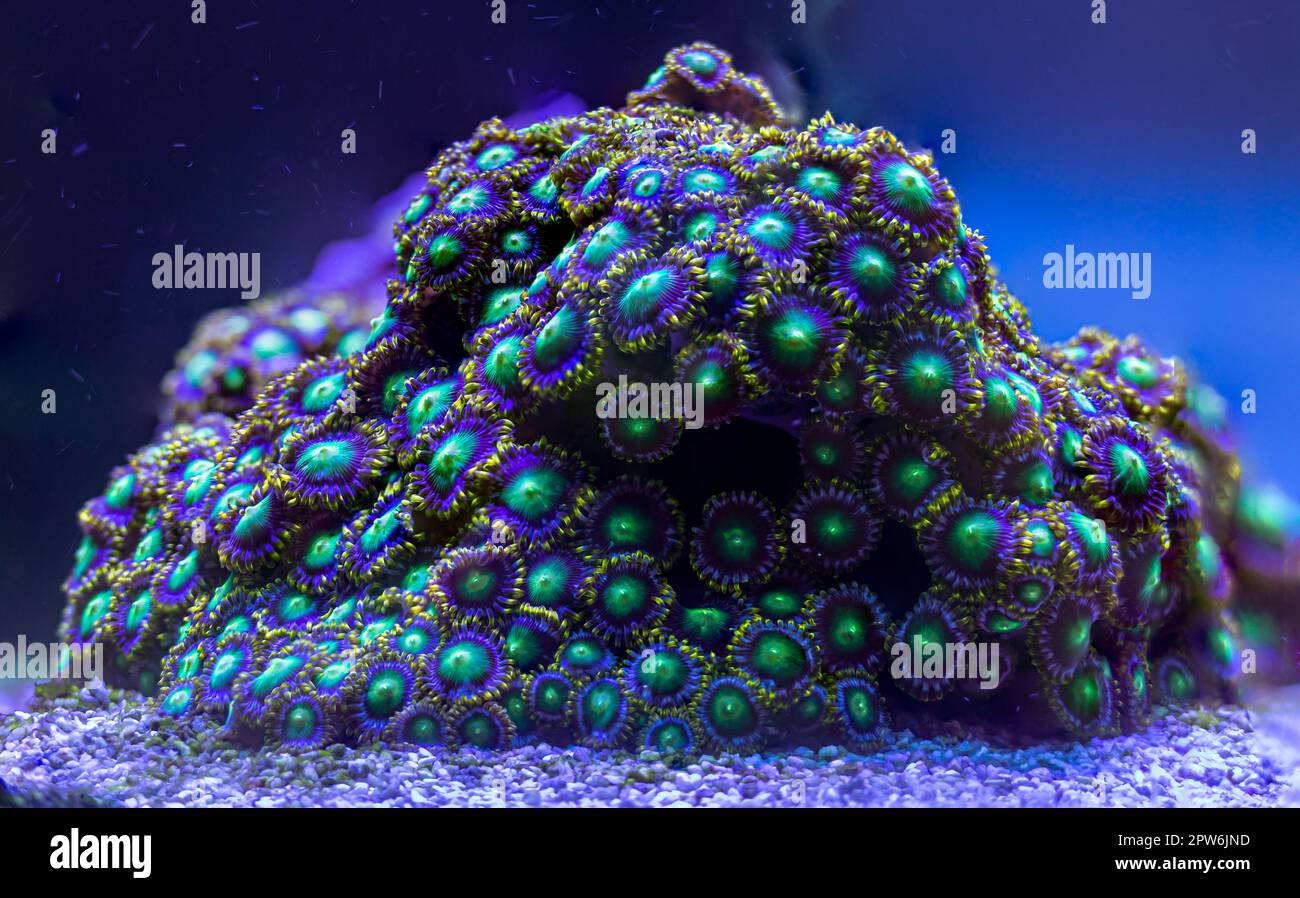 Colony of green, blue and yellow zoanthus corals all in a coral reef aquarium. Stock Photo