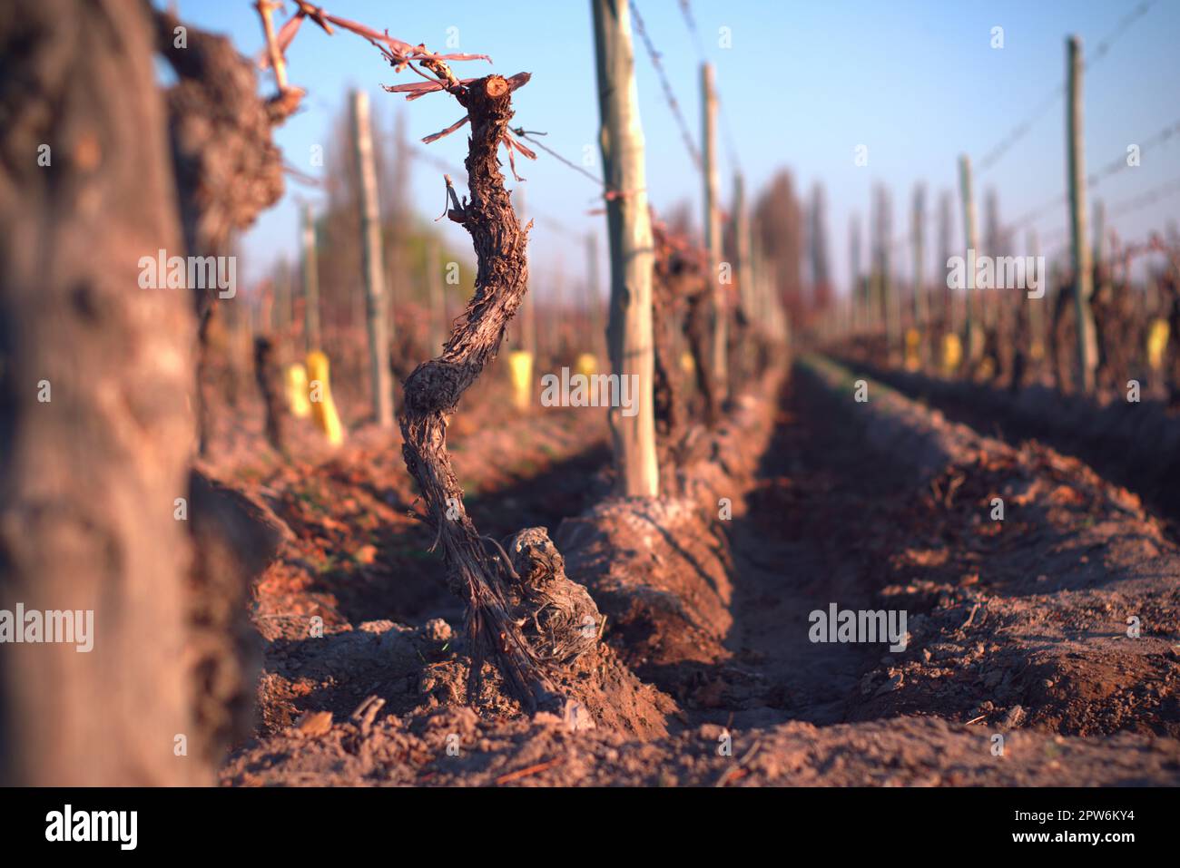 Detail of a small grapevine in the vineyard after winter pruning. Stock Photo