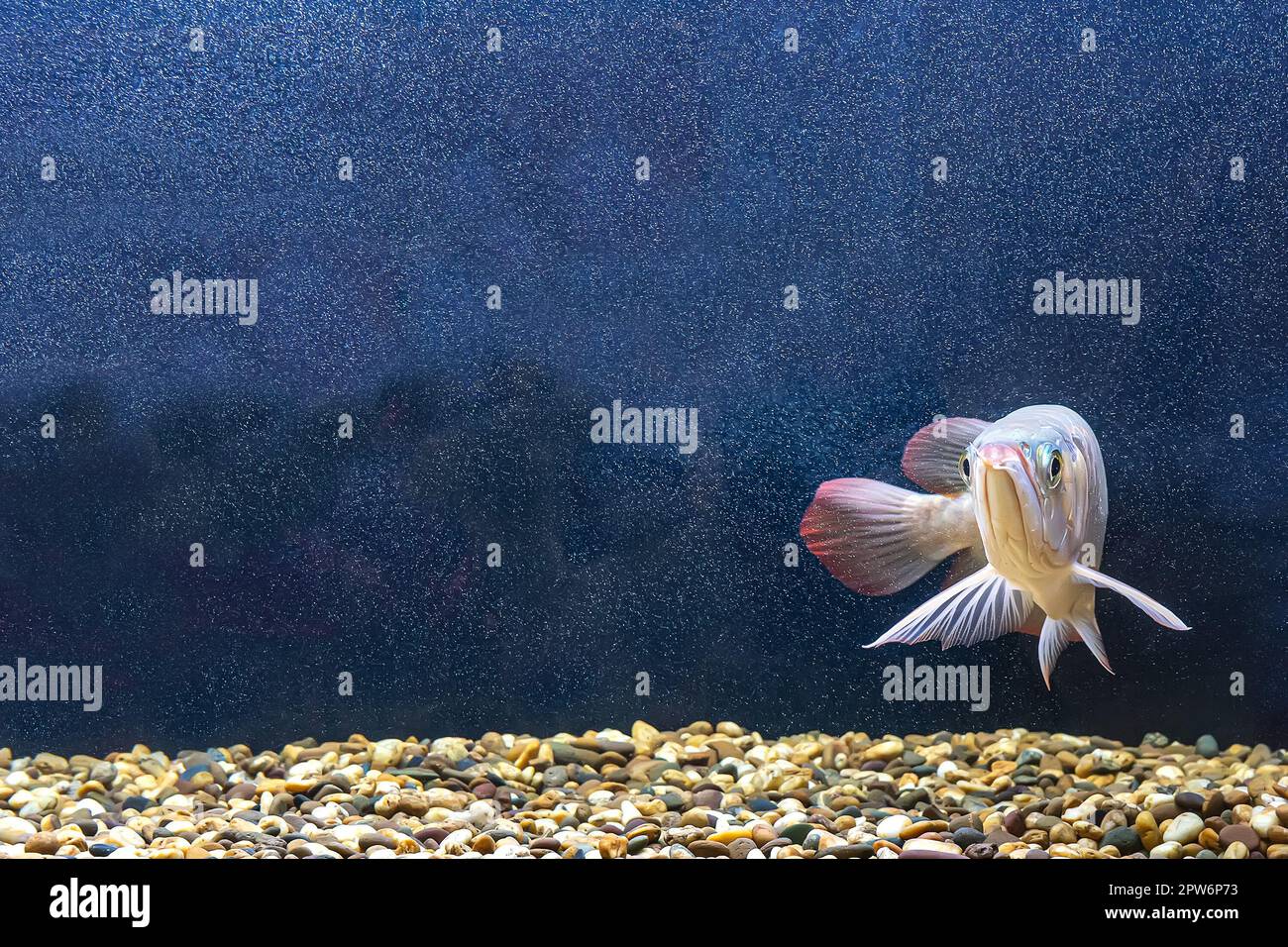 The arowana fish in the cabinet. It is a charming fish Stock Photo - Alamy
