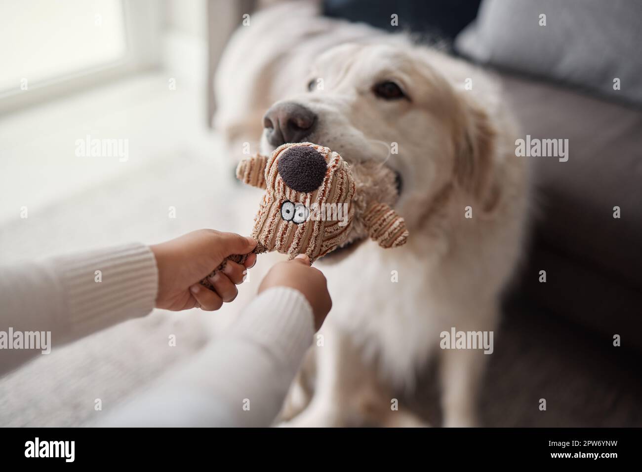 Closeup of an unknown child playing tug of war with her adopted rescue golden retriever