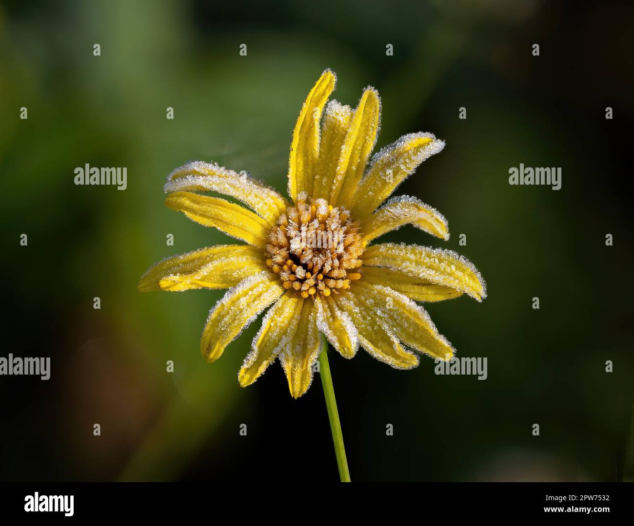 Yellow flower covered in frost in English garden. Stock Photo