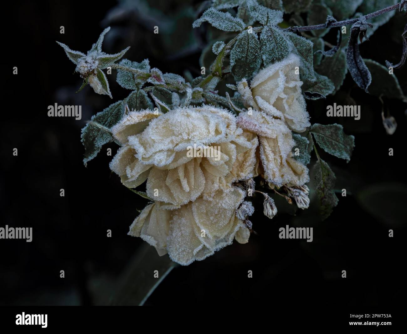 Cluster of pale yellow roses covered in heavy frost. Stock Photo