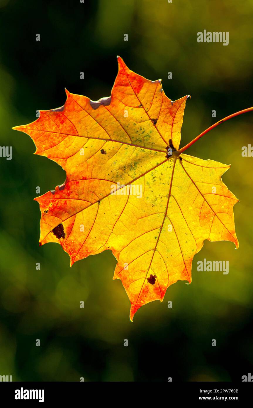 Close up of a maple leaf with visible veins in autumnal color and cropped Stock Photo