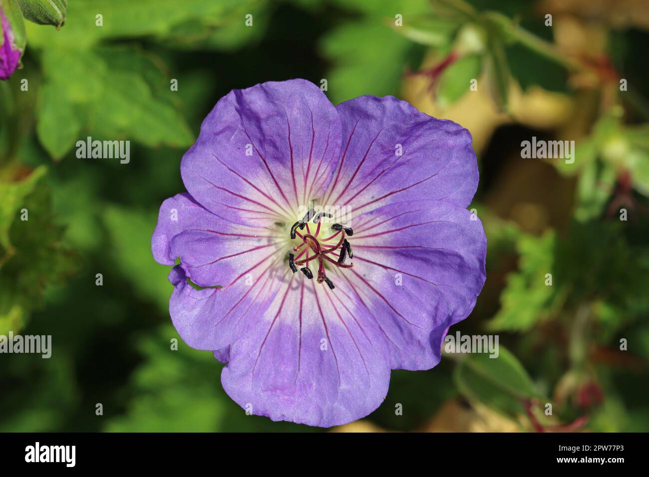 Purple cranesbill, Geranium unknown species and variety, flower with pale centre in close up with a background of blurred leaves. Stock Photo