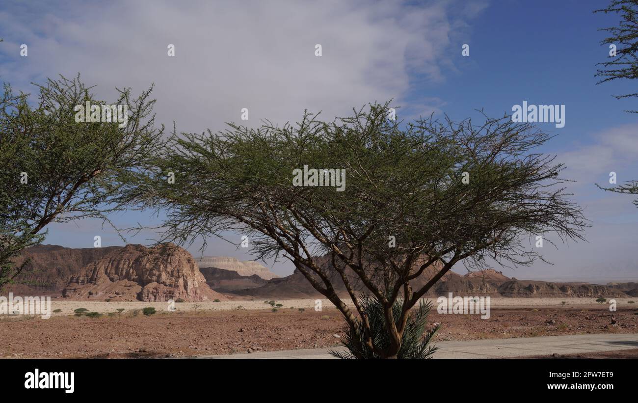 Acacia tree in geological park Timna, Israel Stock Photo Alamy
