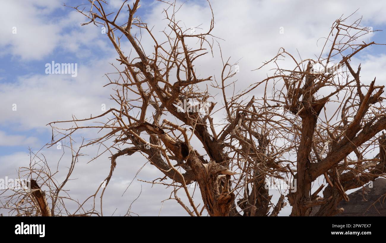Dry acacia tree in desert of the Negev, Timna Park, Israel Stock Photo
