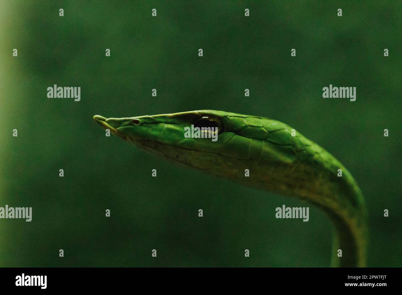 Long-nosed whip snake is a kind of poisonous snake Living most of the tree life Stock Photo