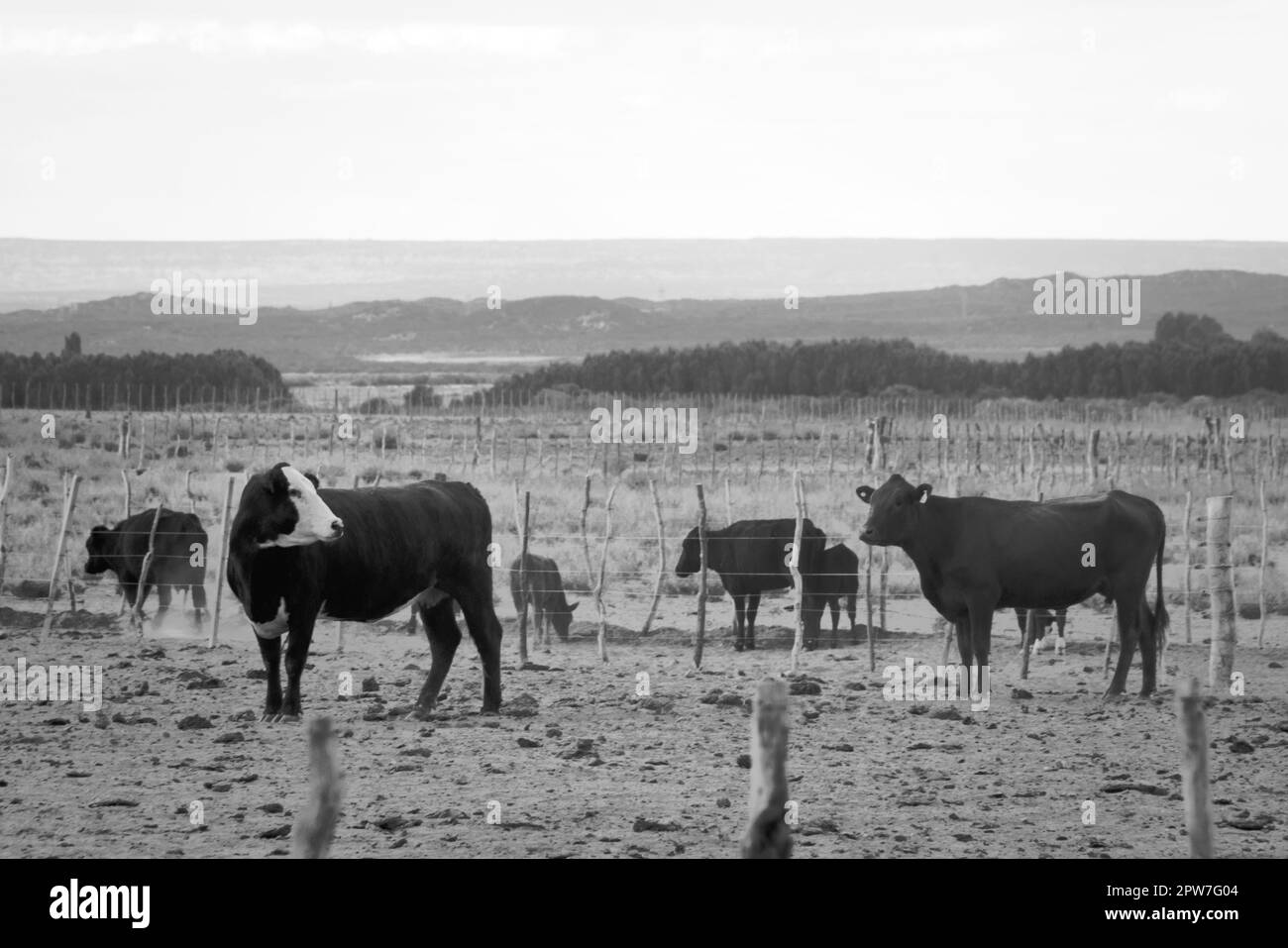 Calves in field Black and White Stock Photos & Images Alamy