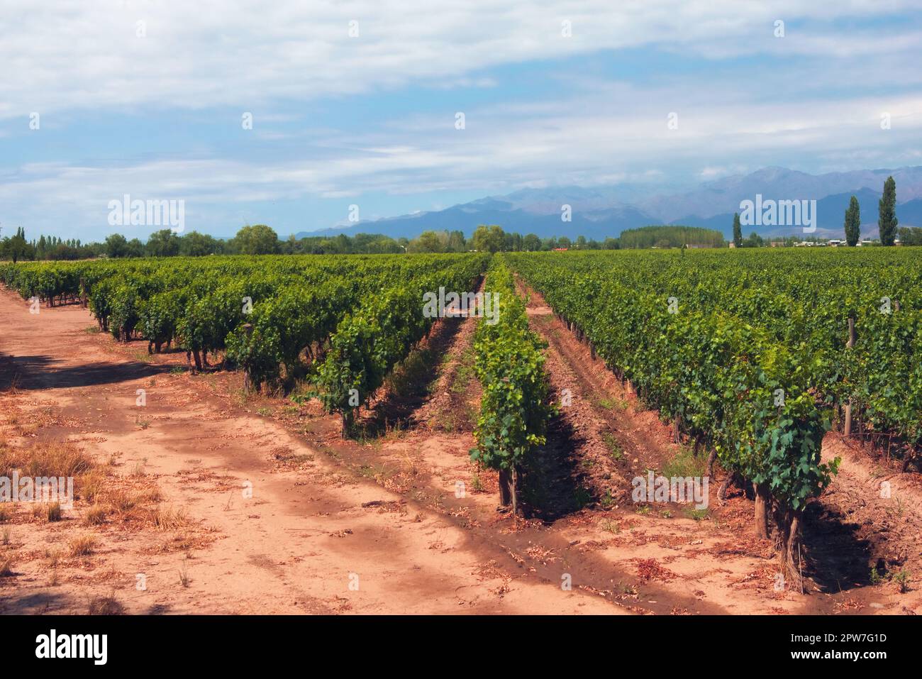 Grapevine rows at a vineyard estate in Mendoza, Argentina, with Andes Mountains in the background. Wine industry, agriculture background. Stock Photo