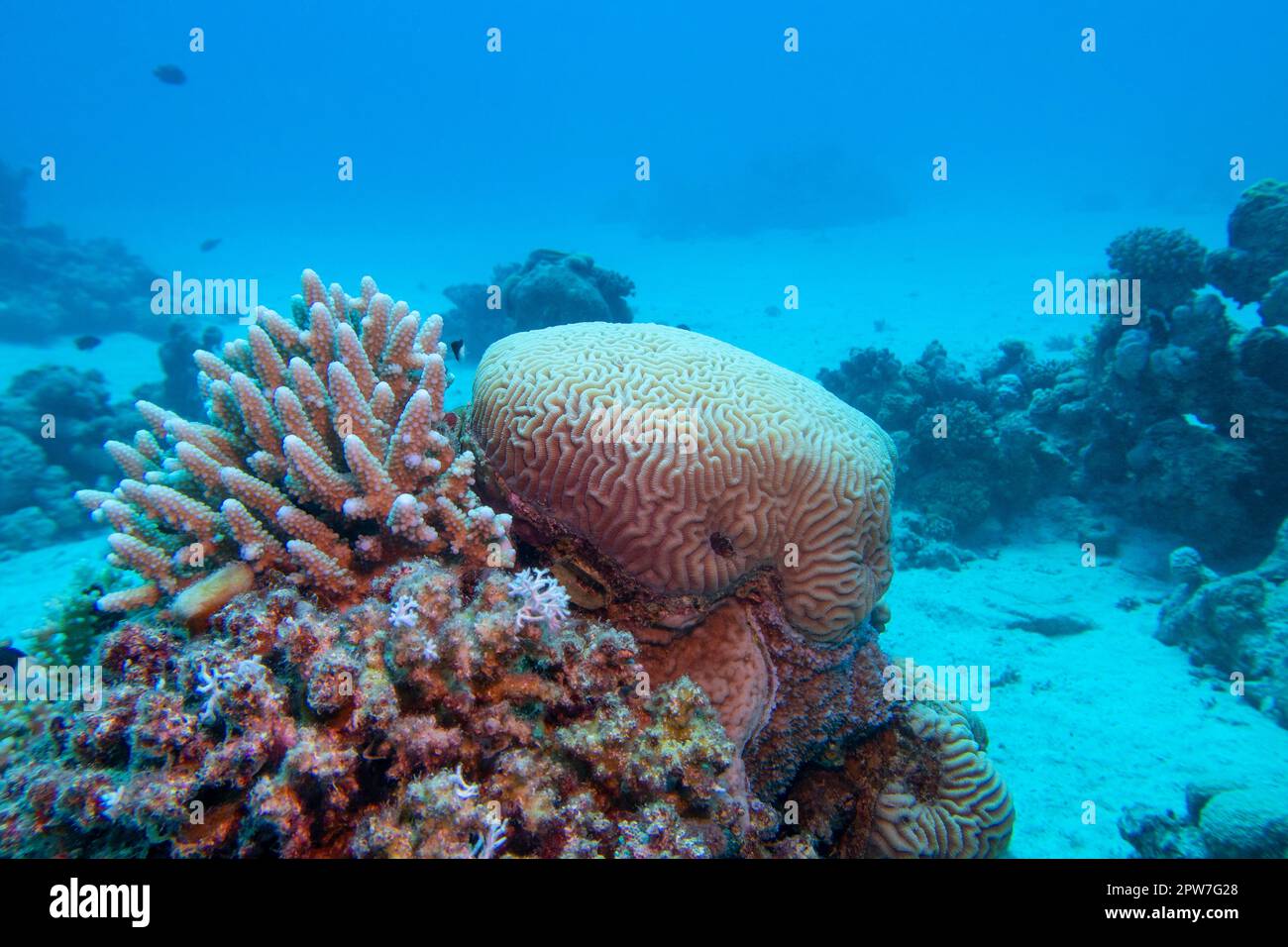 Colorful, picturesque coral reef at the bottom of tropical sea, brain coral, underwater landscape Stock Photo