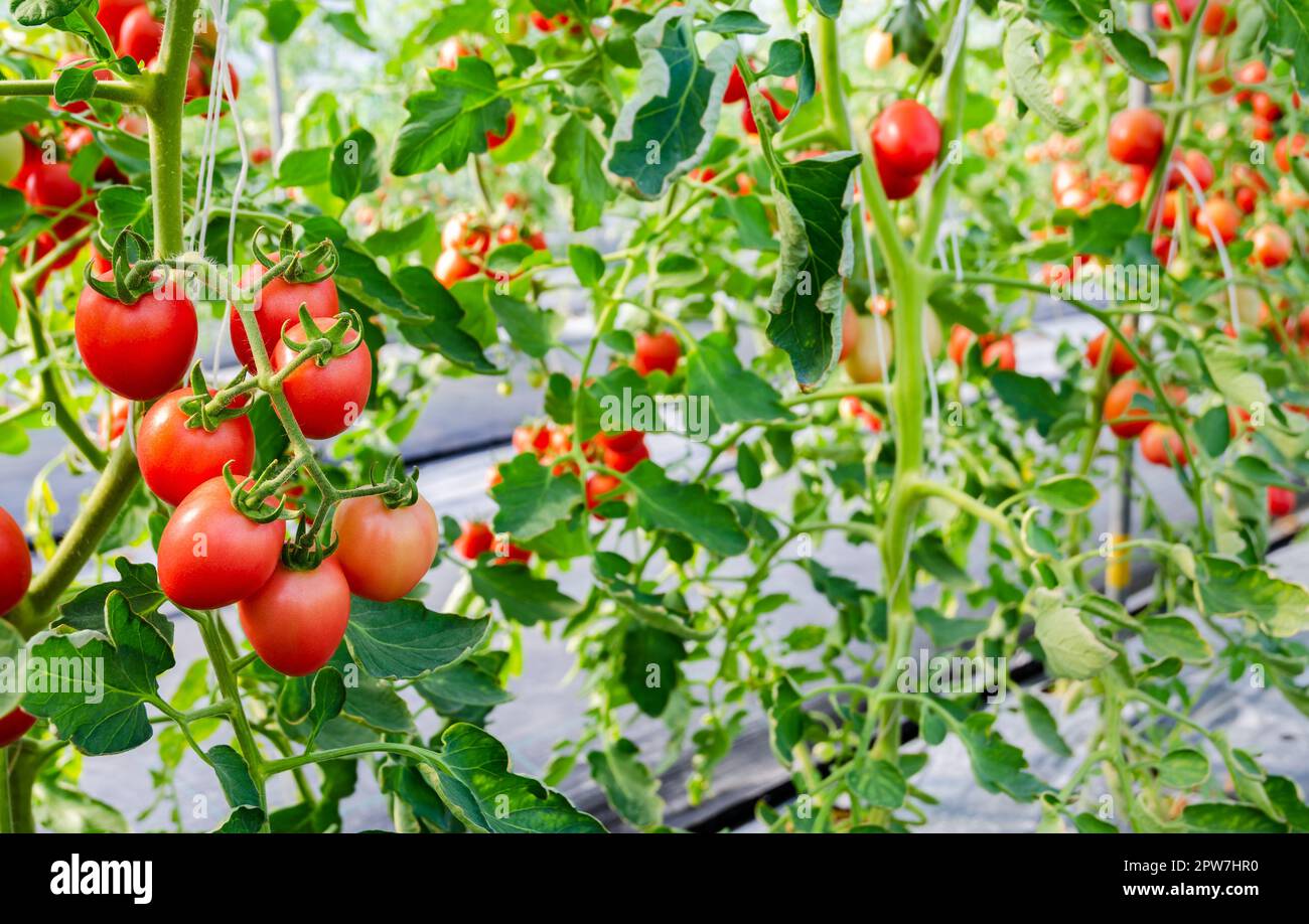Fresh bunch of red ripe cherry tomatoes on the plant in greenhouse garden Stock Photo
