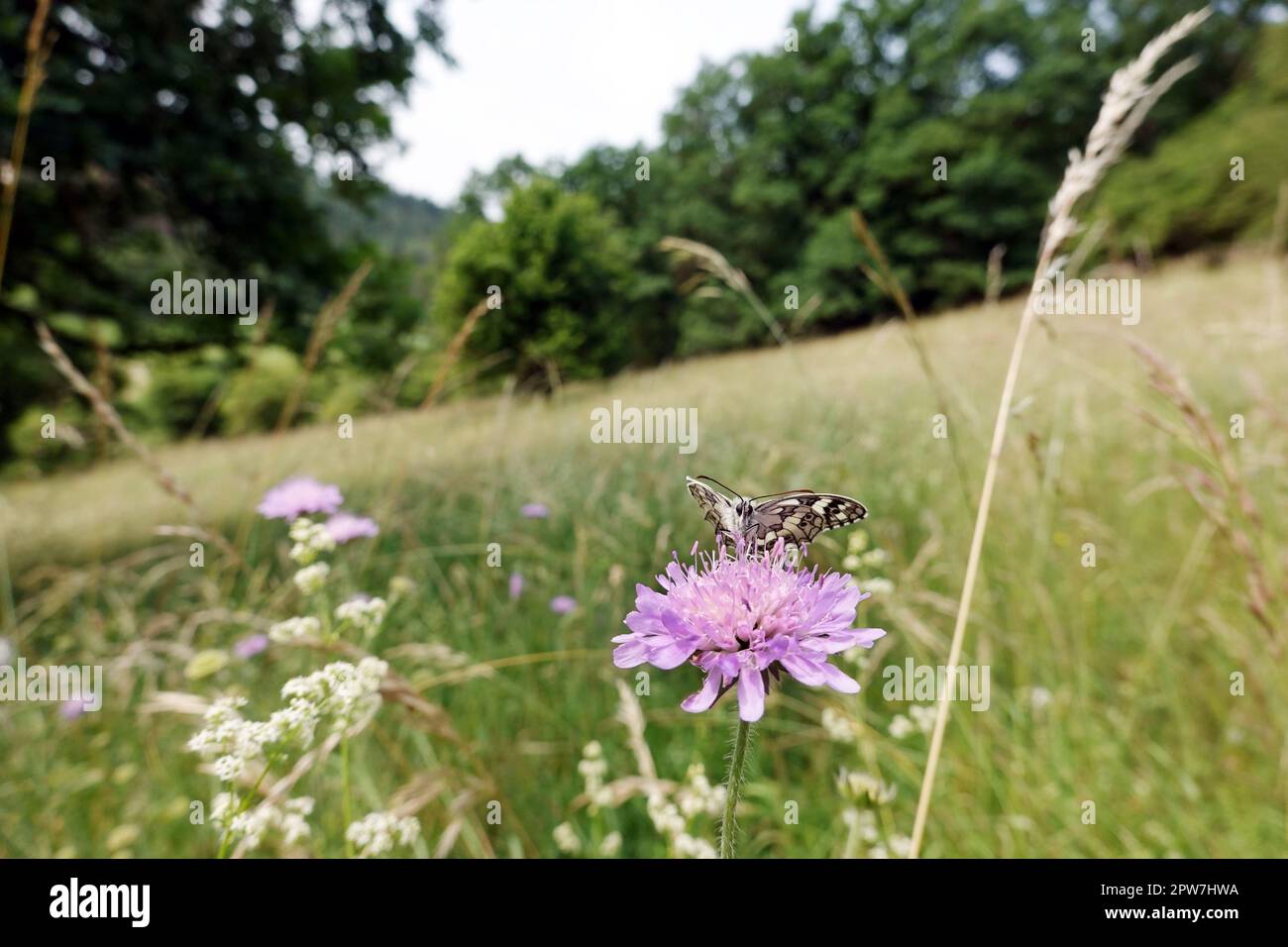 Schachbrett oder Damenbrett (Melanargia galathea) auf Acker-Witwenblume (Knautia arvensis, Syn. Scabiosa arvensis), Naturschutzgebiet Kuttenberg, Nord Stock Photo