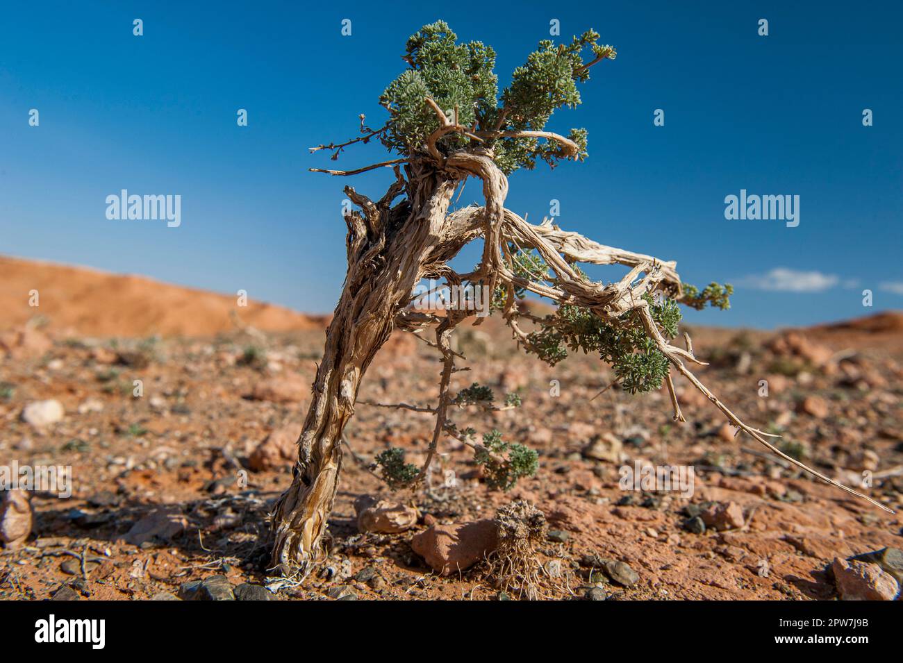 A small saxaul tree, a scrubby tree best adapted to the dry desert climate of the Gobi Desert, Mongolia, Central Asia Stock Photo