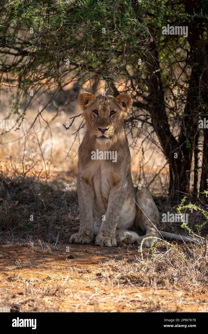 Male lion under bush hi-res stock photography and images - Alamy