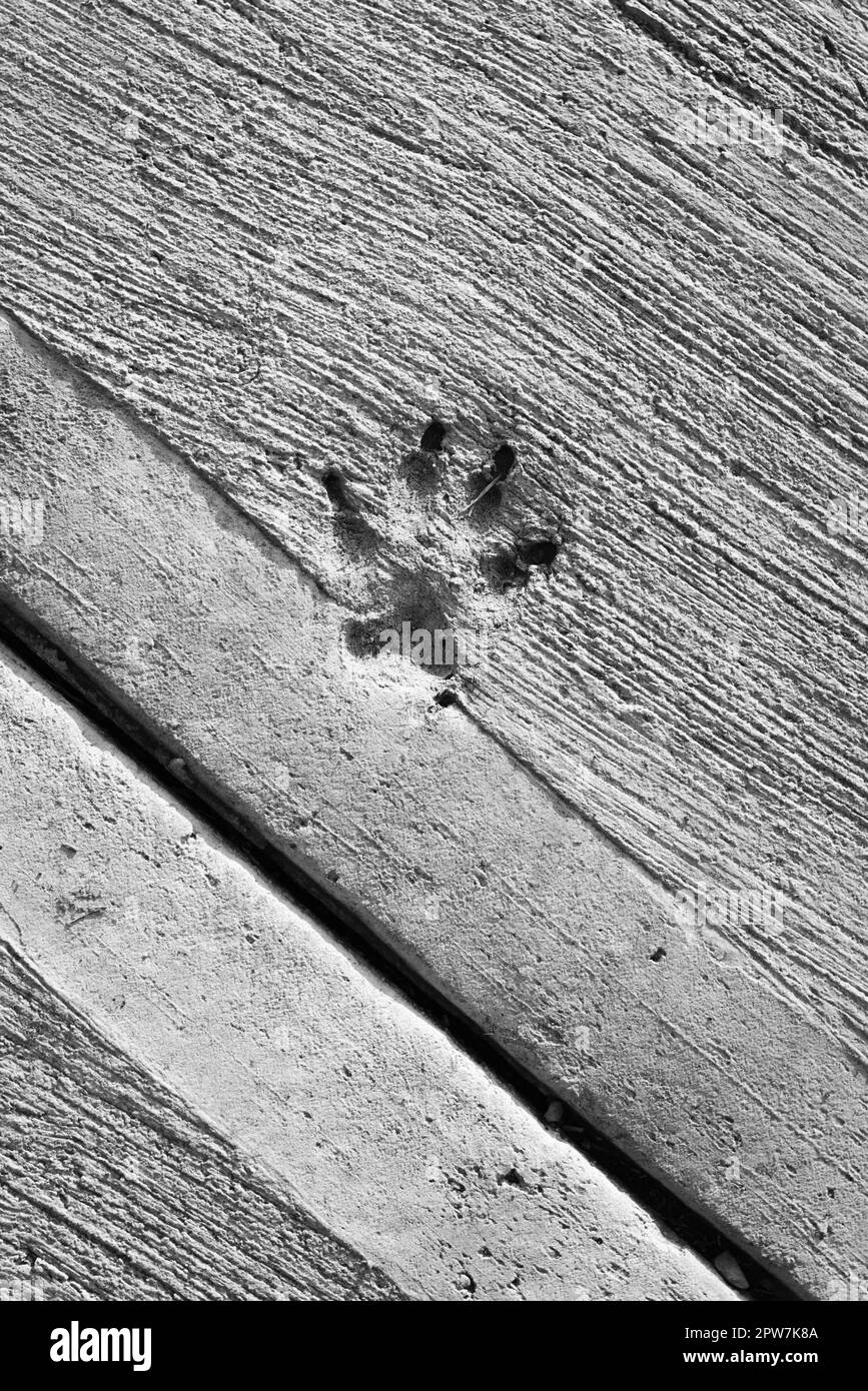 Dog paw prints in dry cement. Black and white Stock Photo Alamy