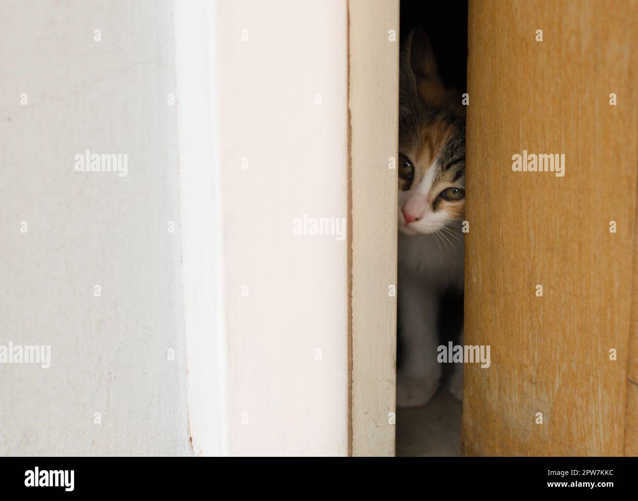 Tiny kitten peeking through an barely open door. Stock Photo