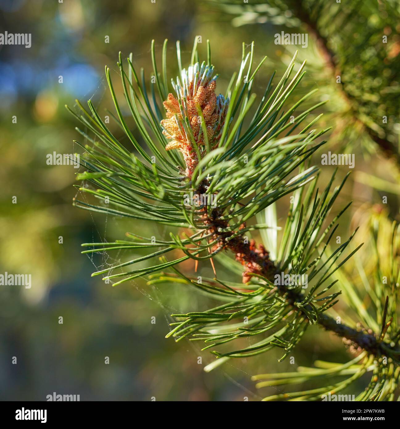 Scotch pine Pinus sylvestris male pollen flowers on a tree growing in a evergreen coniferous forest in Denmark. Flowers growing on a pine tree branch. Stock Photo