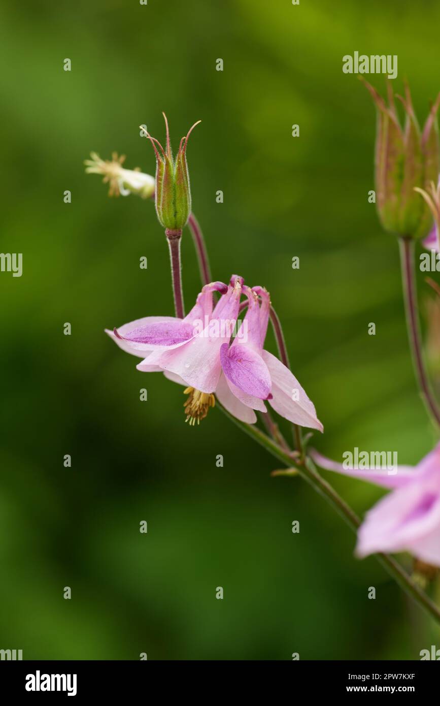 Pink flower of aquilegia species growing in a backyard garden, isolated in a lush green foliage background. Colorful flowerhead or plant blossoming or Stock Photo