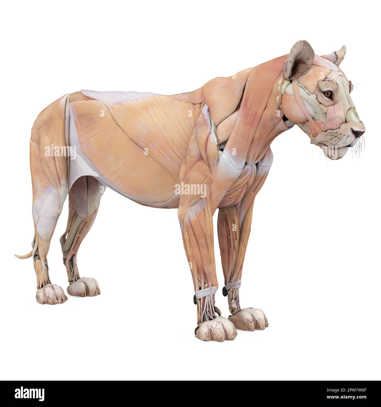 Lion Muscles Anatomy Isolated Stock Photo - Alamy