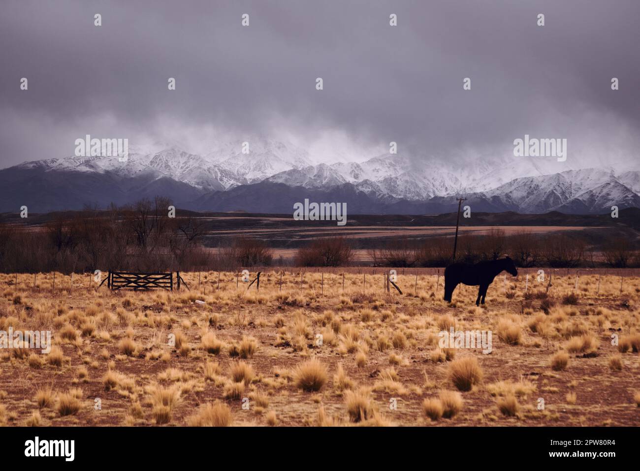 Lone horse in a ranch in Tupungato, Mendoza, Argentina, against the