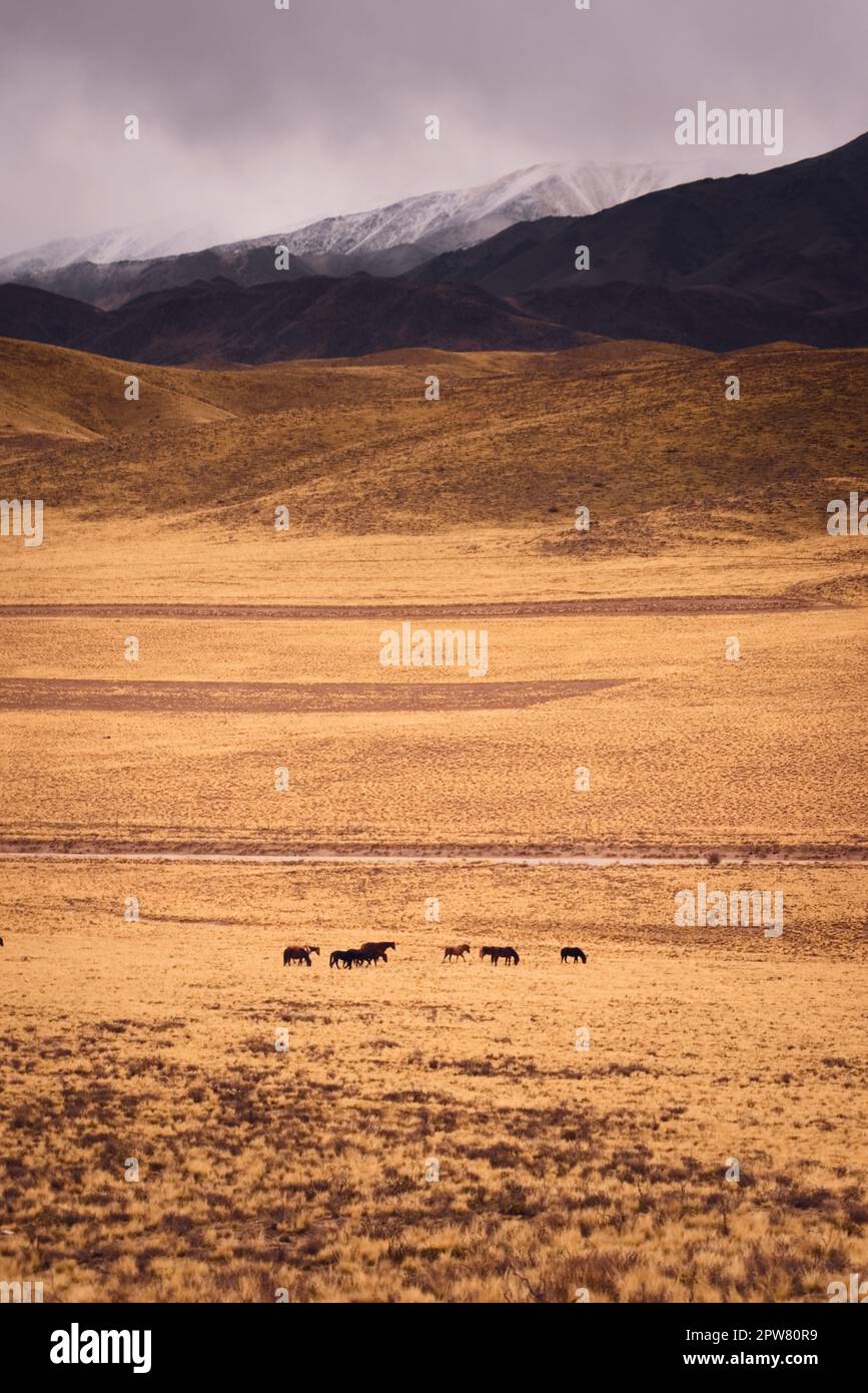 Horses grazing in a dry grassland by the snowy Andes mountains in Valle de Uco, Mendoza, Argentina, in a dark cloudy day. Stock Photo