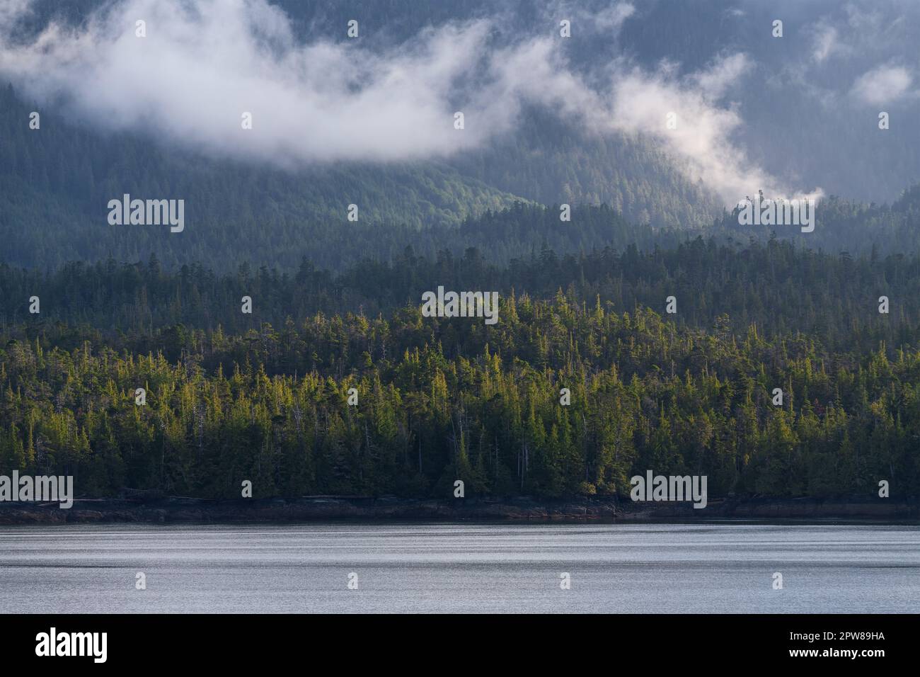 Pine tree forest at sunrise with mist and fog along Inside Passage Cruise, British Columbia, Canada. Stock Photo