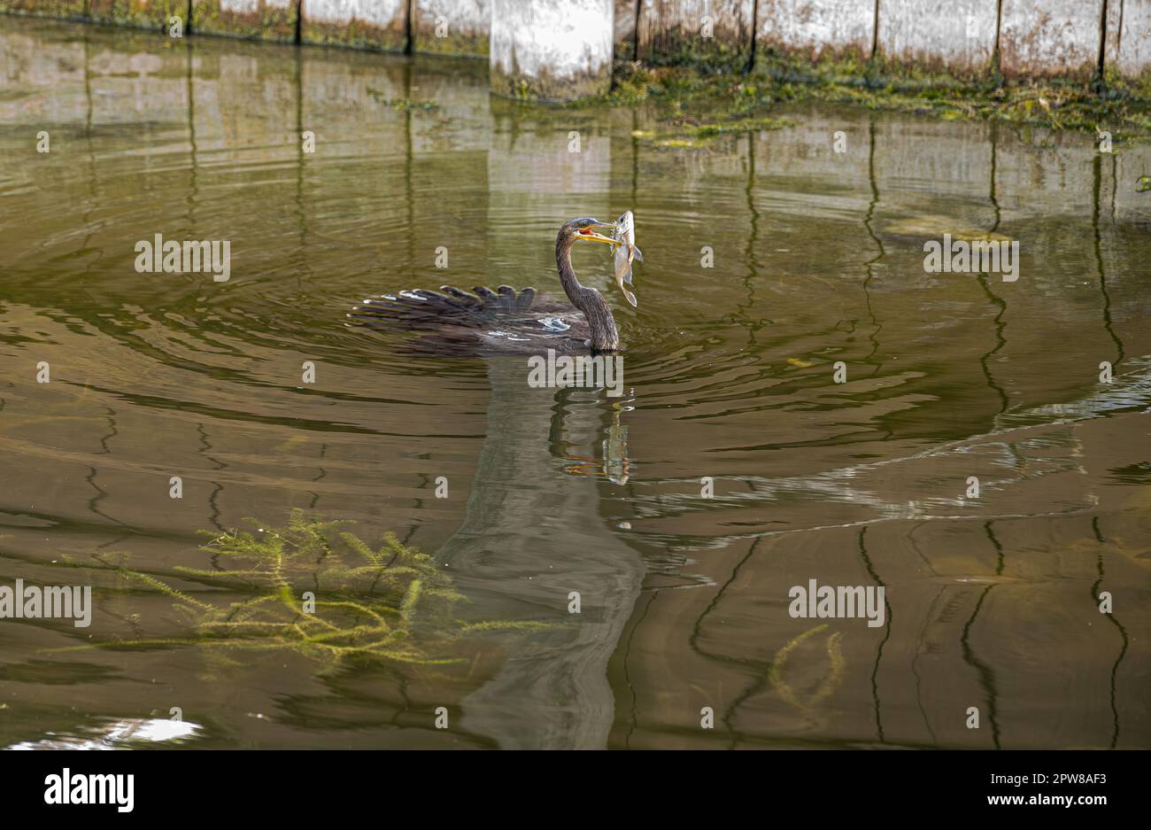 Chasing Fish Anhinga - Surfacing from their dives to chase fish, anhingas, with ...