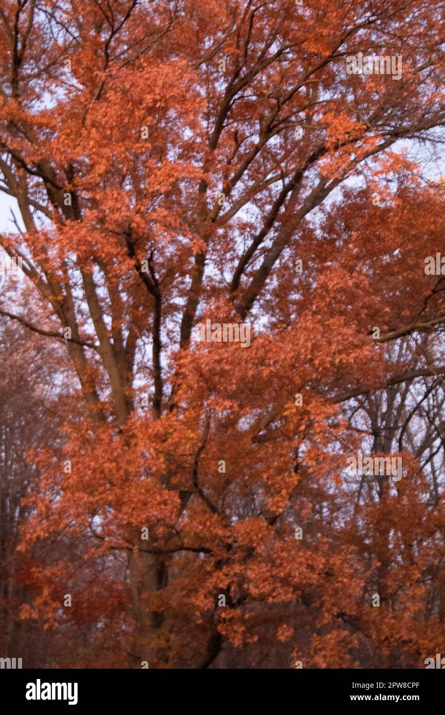 Trees in Ohio Stock Photo Alamy