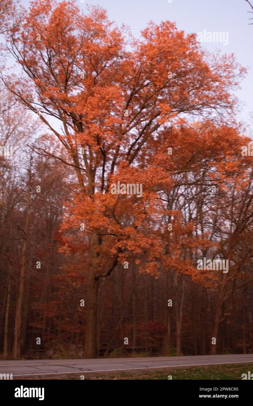 Trees in Ohio Stock Photo Alamy