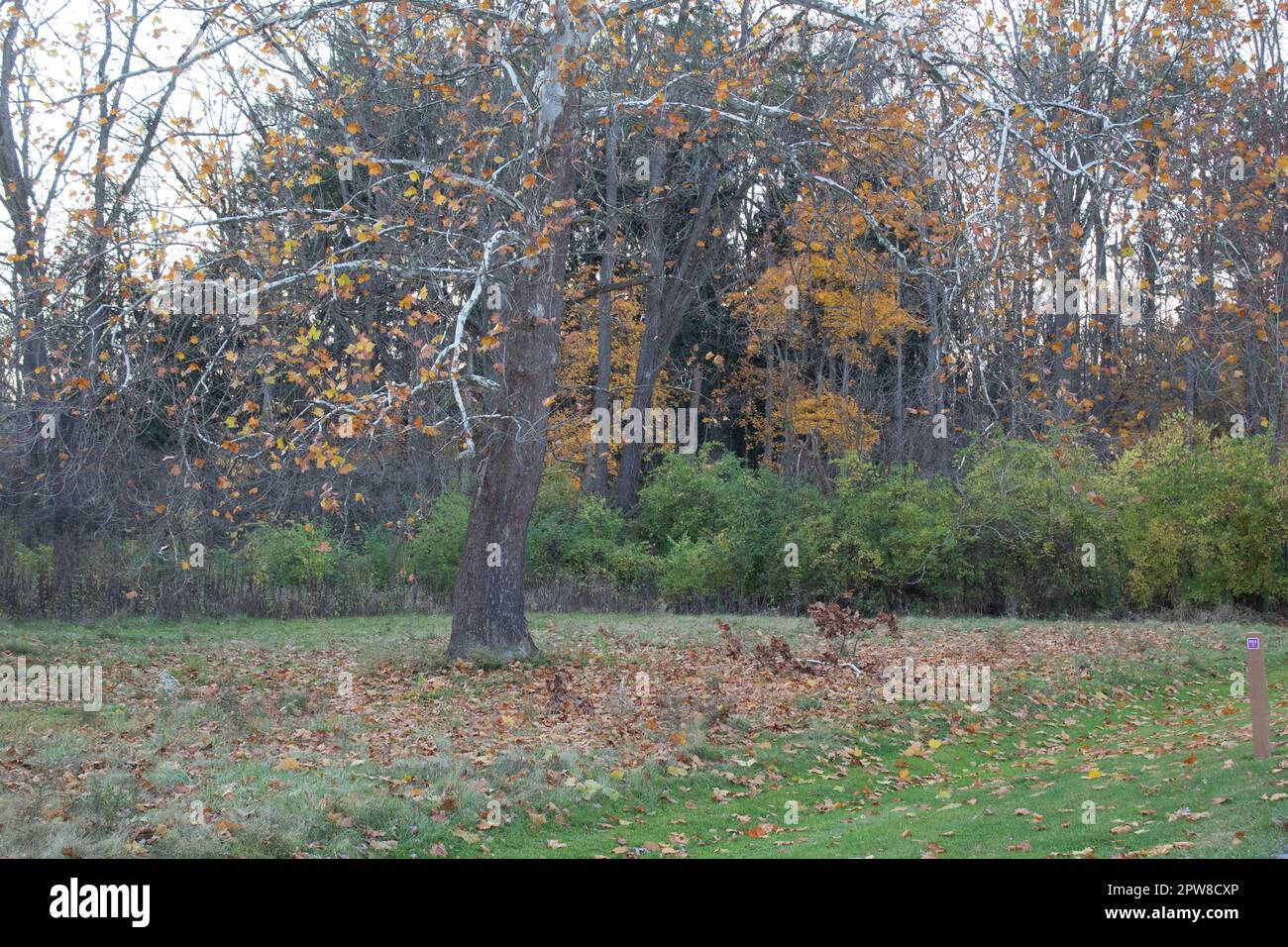 Trees in the park in Ohio Stock Photo - Alamy