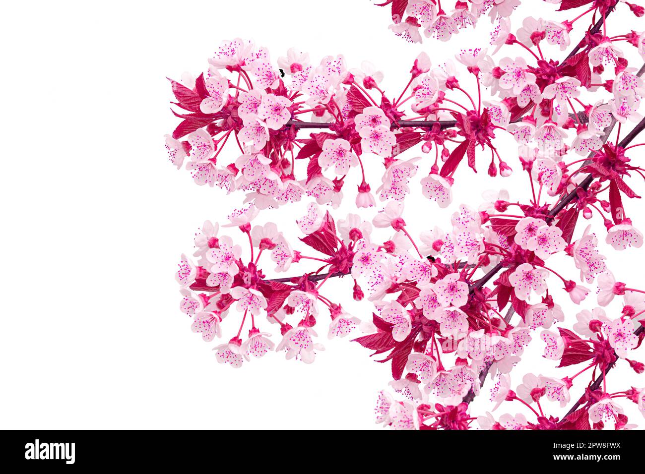 Cherry blossoms isolated in front of a white background Stock Photo - Alamy