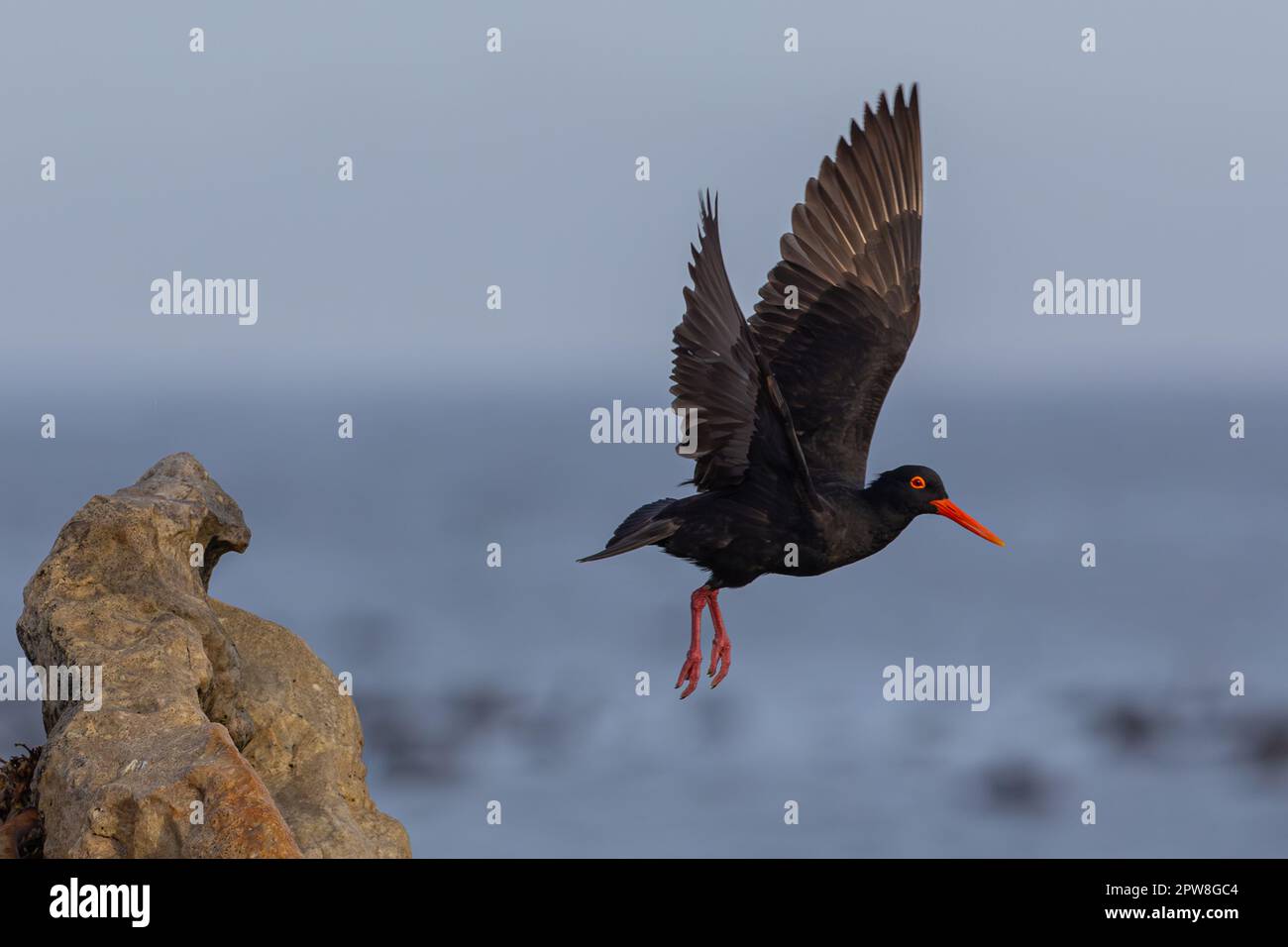 Black Oyster Catcher Stock Photo Alamy