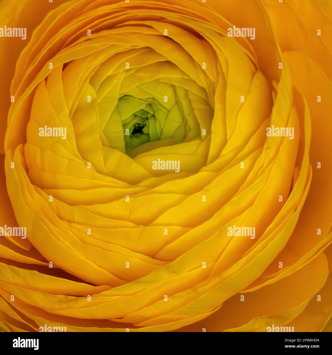 Ranunculus, yellow flower, close-up. Square. Wallpaper. Design. Stock Photo