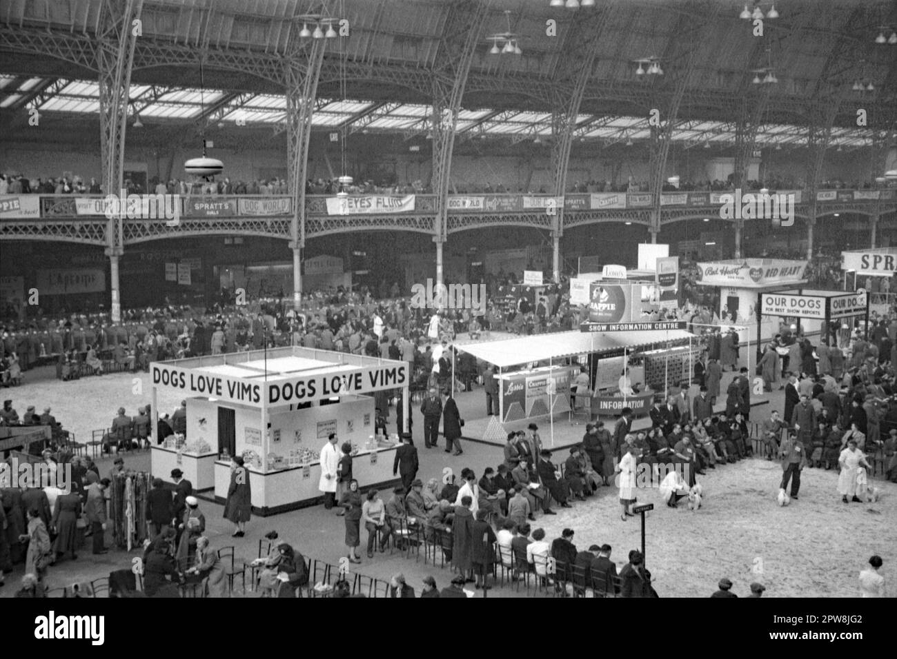 Crufts dog show in main hall at Olympia Exhibition Centre, London, England, UK c. 1950. Crufts is an annual international dog show, first held in 1891. Dogs are being judged (right). Trade stands and banners promote dog-related goods from companies such as Vims, Chappie, Spratts and Jeyes Fluid. Organised by The Kennel Club, it is the largest show in the world. It is a championship conformation show for dogs, a large trade show of goods and services, plus competitions. The 1948 show was the first to be held at this venue. This is from an old amateur 35mm negative – a vintage 1940s/50s photo. Stock Photo
