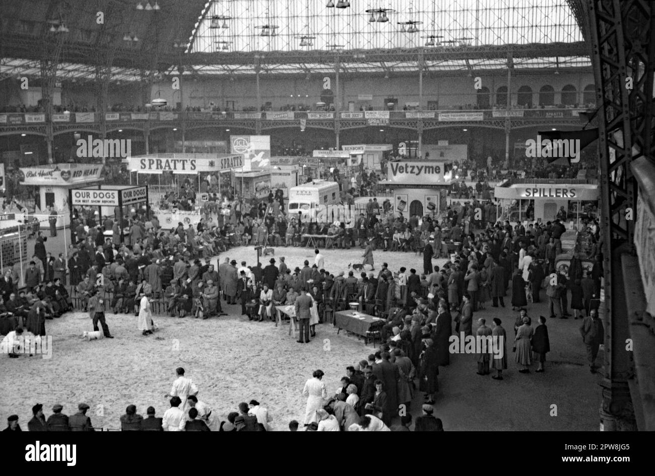Crufts dog show in main hall at Olympia Exhibition Centre, London, England, UK c. 1950. Crufts is an annual international dog show, first held in 1891. Dogs are being judged (left). Stands on the floor promote Spratts, Spillers and Vetzyme products. Organised by The Kennel Club, it is the largest show in the world. It is a championship conformation show for dogs, a large trade show of goods and services, plus competitions. The 1948 show was the first to be held at this venue. This image is from an old amateur 35mm negative – a vintage 1940s/50s photograph. Stock Photo