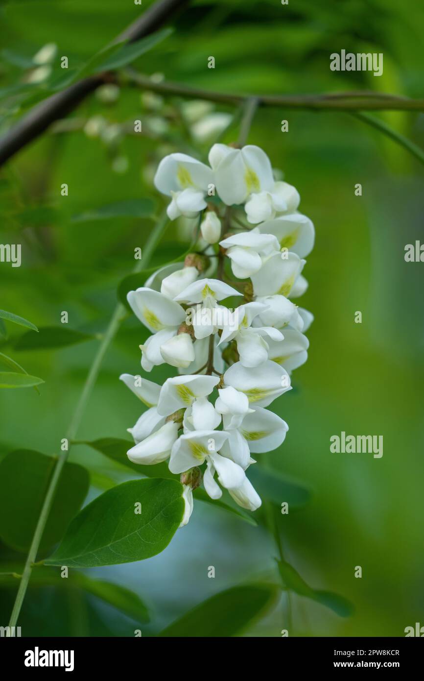 Black Locust Robinia pseudoacacia or false acacia in bloom, white flowers of deciduous tree in pea family Fabaceae. Stock Photo